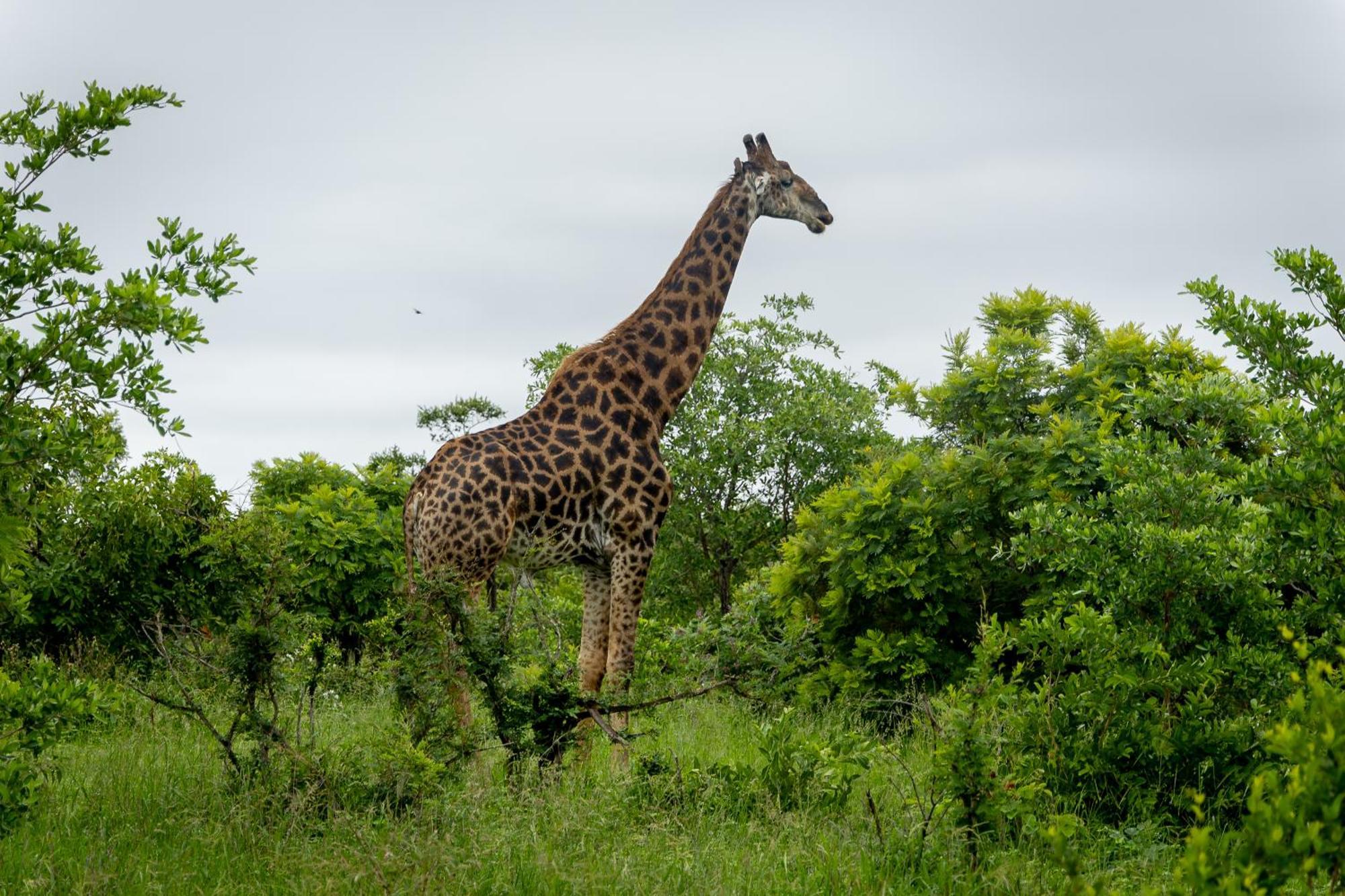 Tangala Safari Camp Villa ธอร์นีบุชเกมรีเซิร์ฟ ภายนอก รูปภาพ